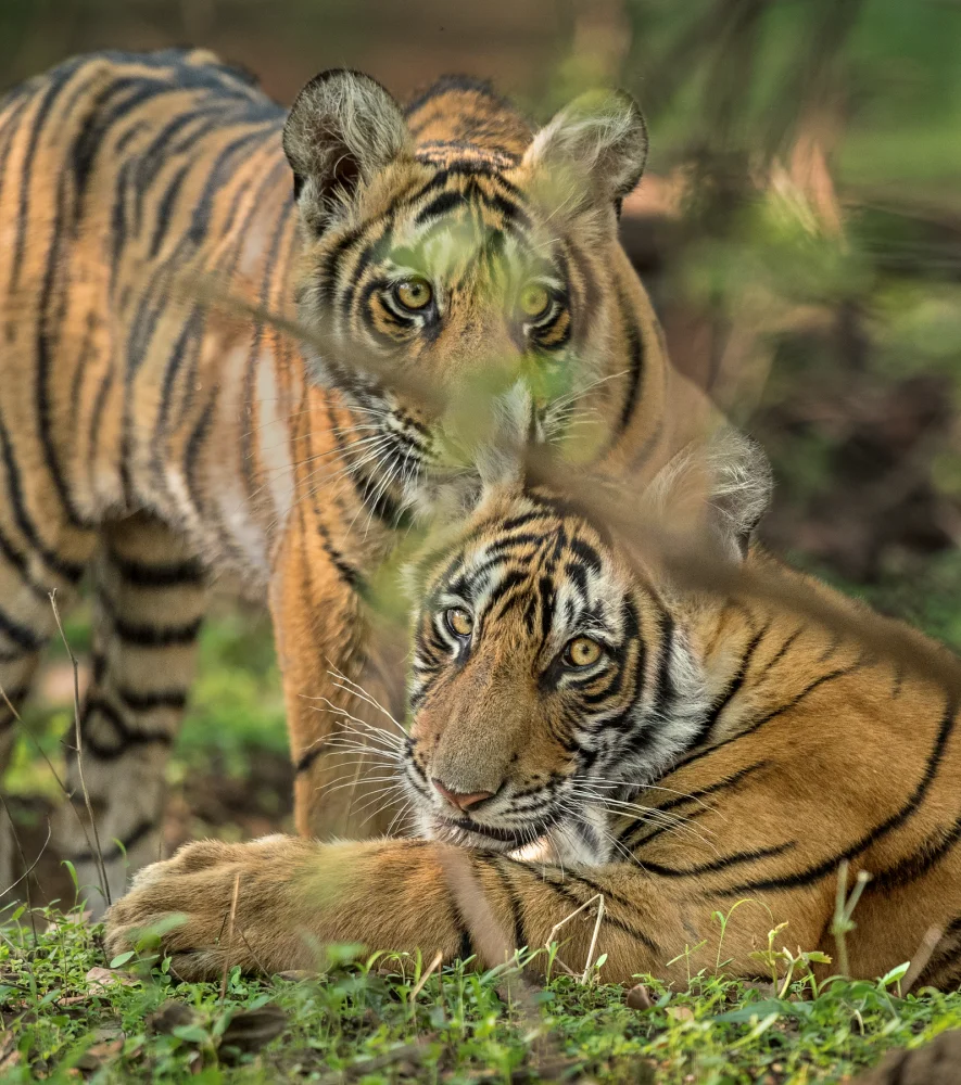 Wildlife-photography-tours